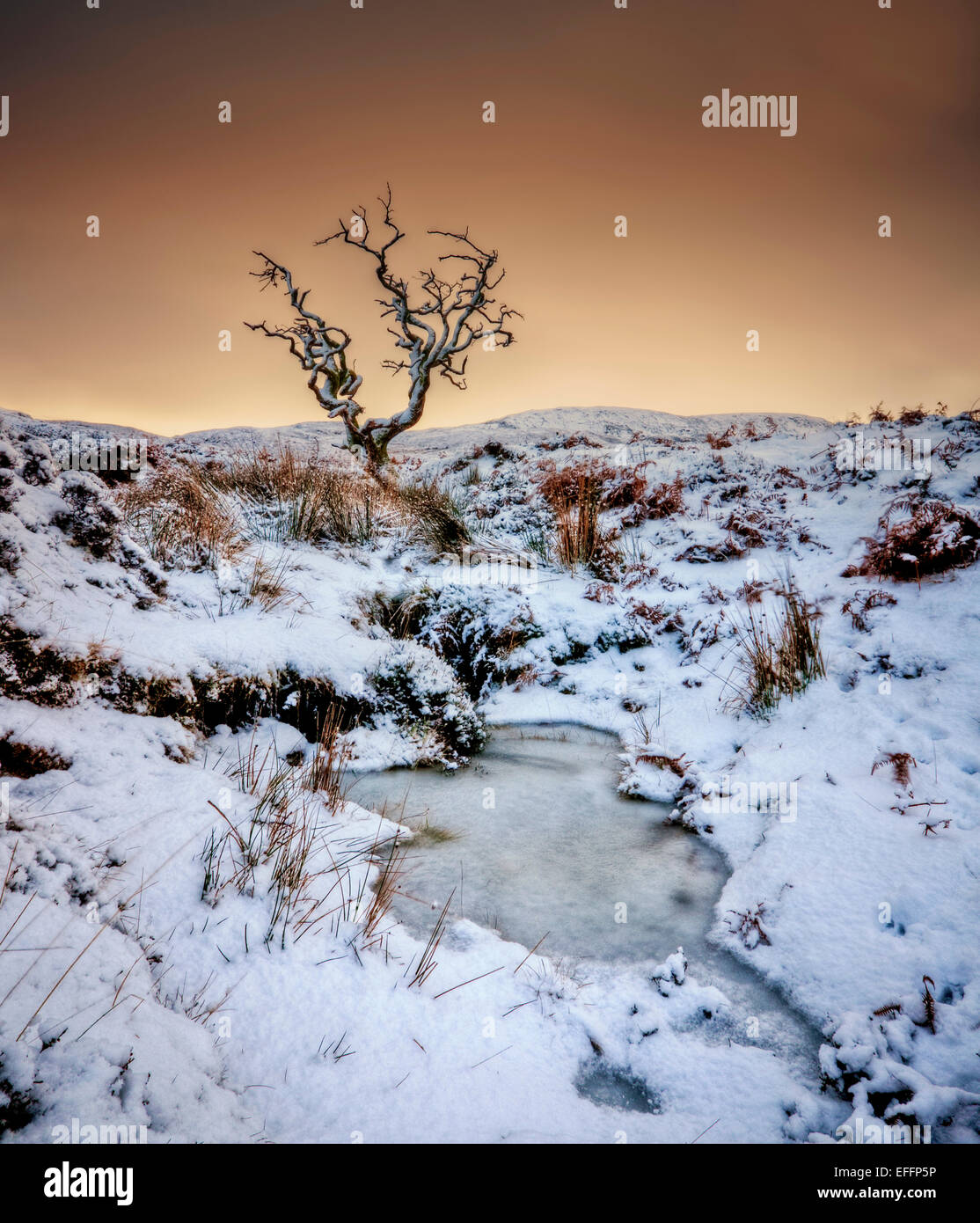 Royaume-uni, Ecosse, île de Skye, arbre en hiver Banque D'Images