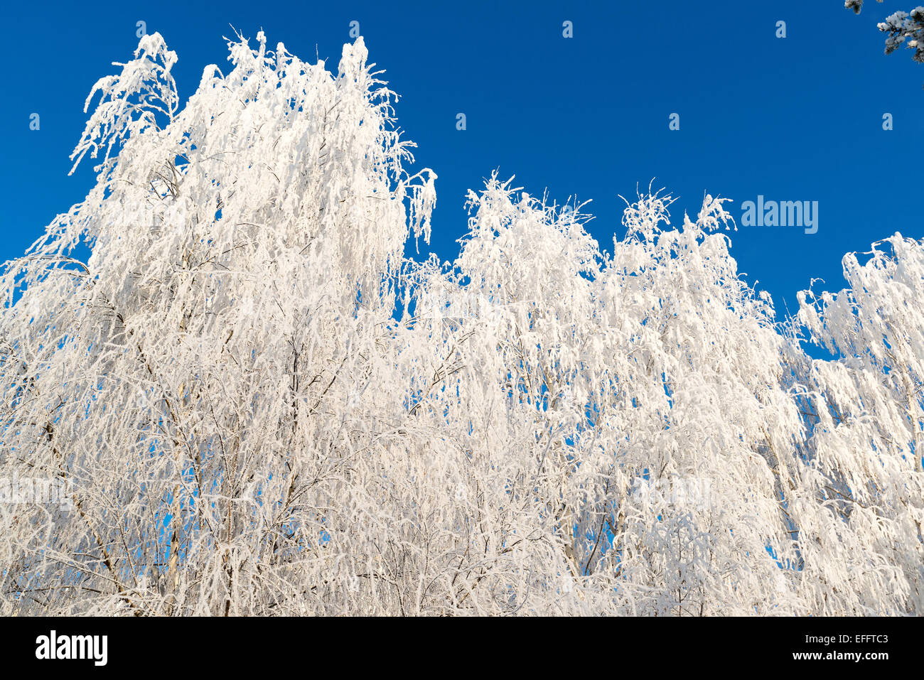 Belle journée ensoleillée sur la forêt d'hiver Banque D'Images