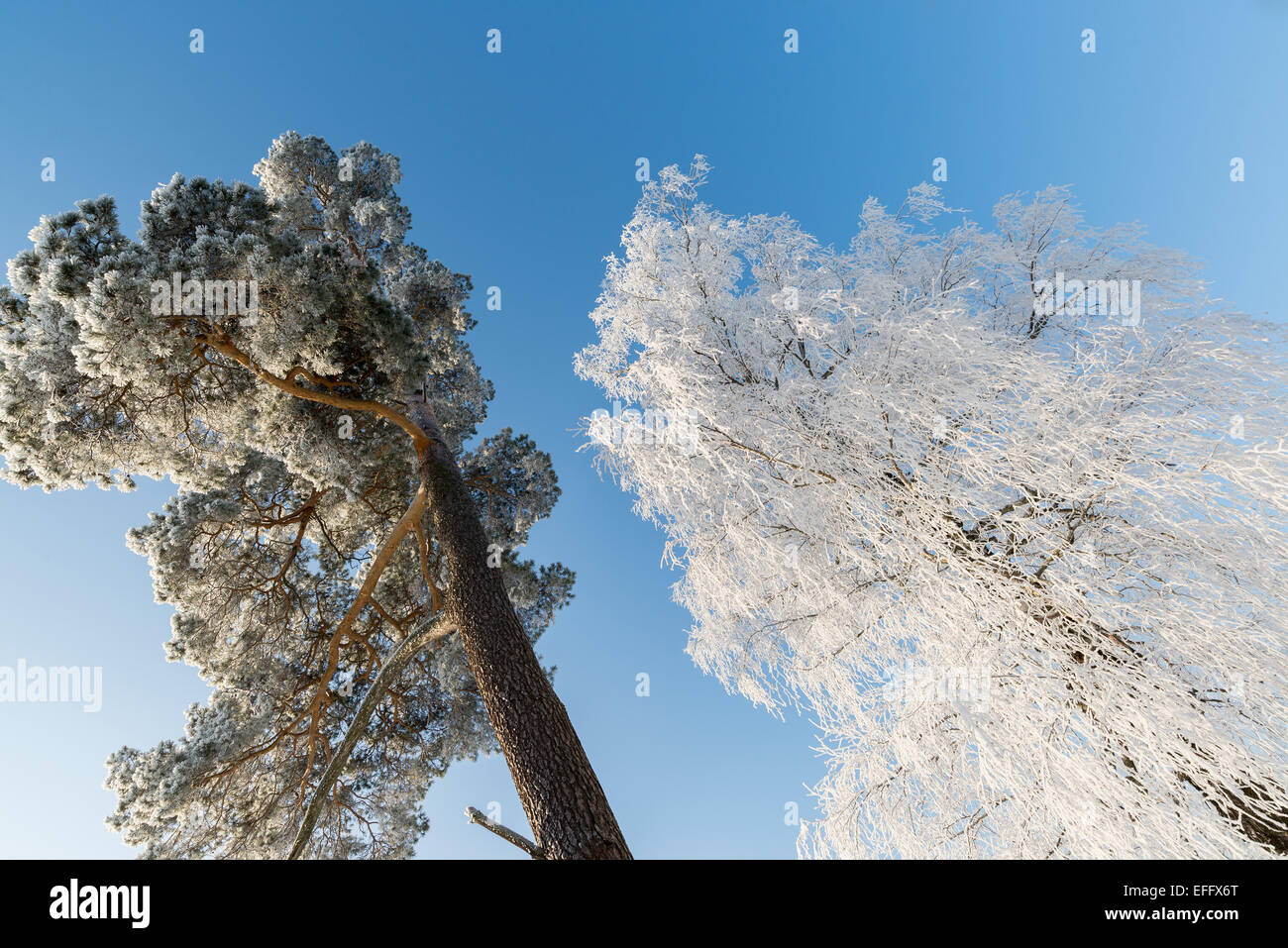 Belle journée ensoleillée sur la forêt d'hiver Banque D'Images