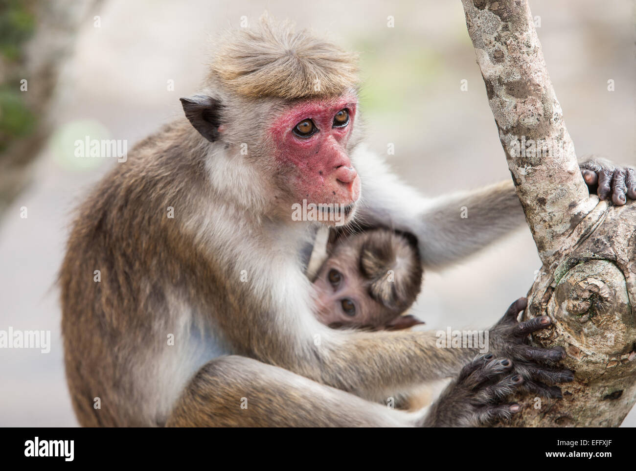 Wild Toque macaque (Macaca sinica) monkey eating fruit du Cave Temple, Dambulla, Sri Lanka, en Asie du Sud, Asie. Banque D'Images