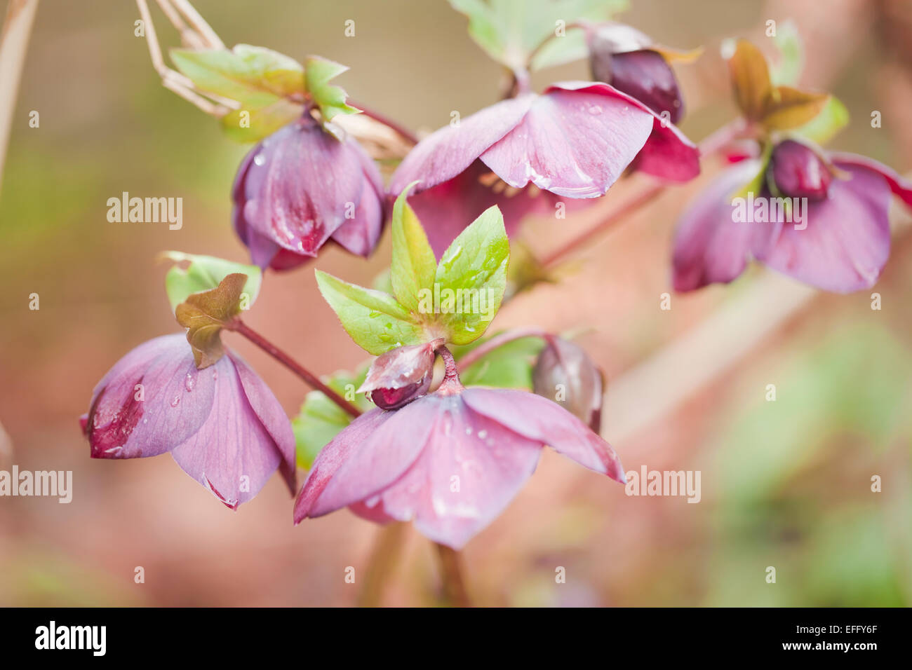 Helleborus orientalis fleurs sombres, 'Blue Lady', avec des gouttes de pluie. Février. Banque D'Images
