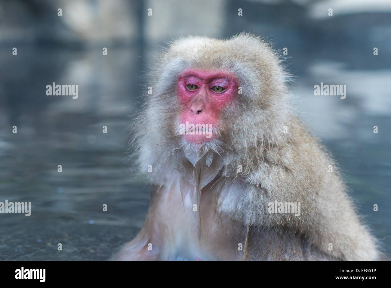 Snow monkey ou Macaque japonais Hot spring onsen Banque D'Images