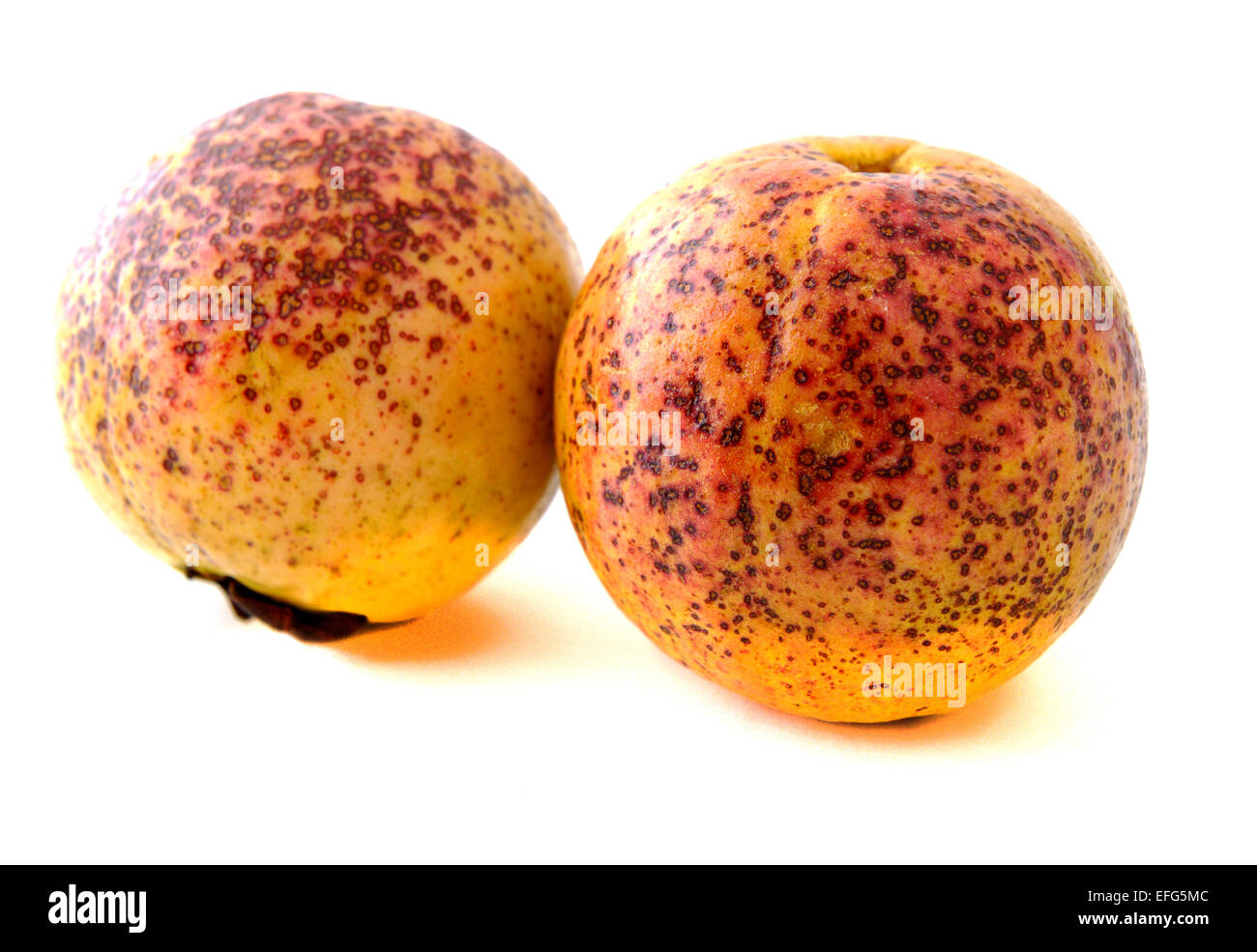 Deux fruits goyave mûre Banque D'Images