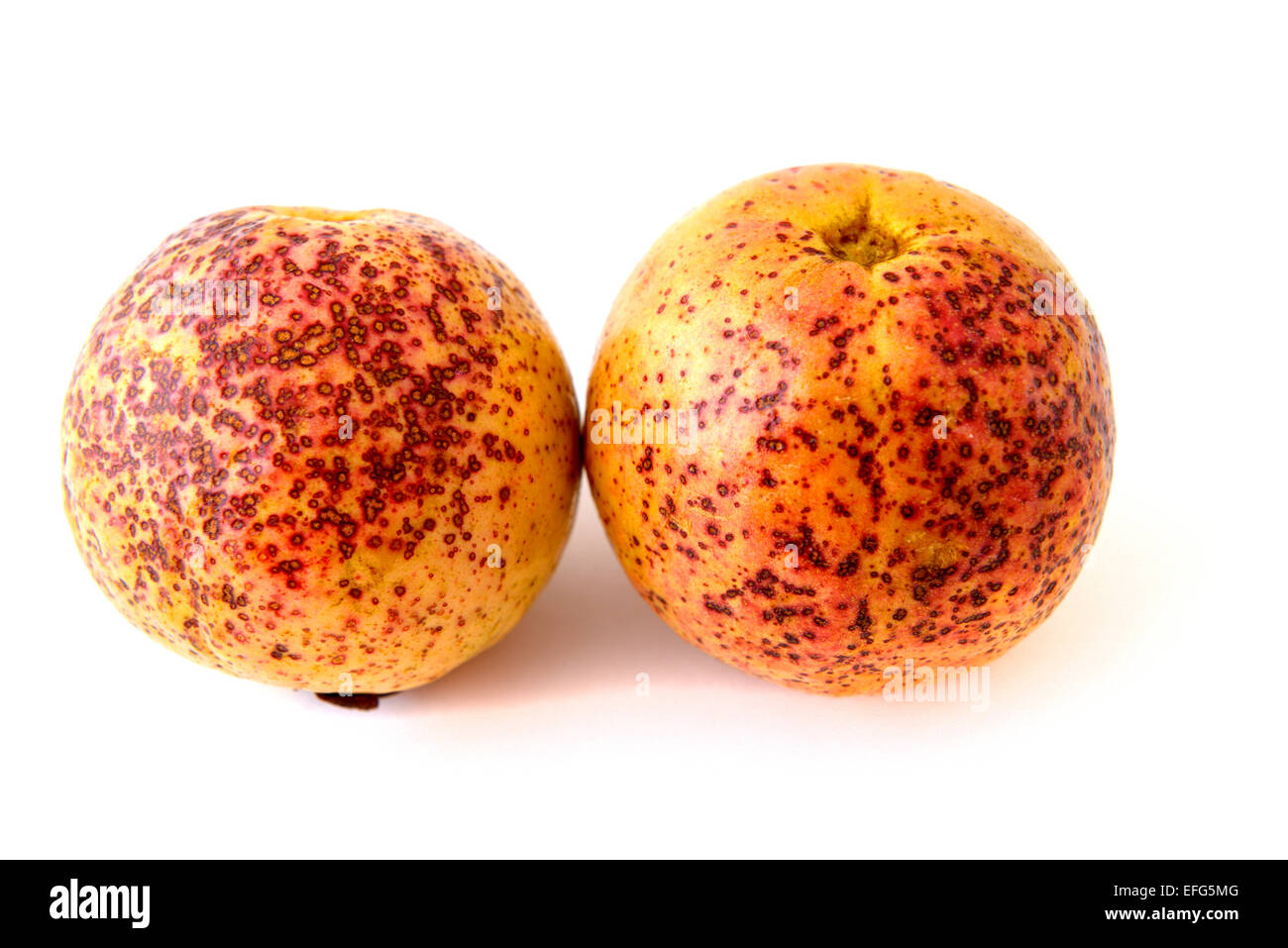 Deux fruits goyave mûre Banque D'Images