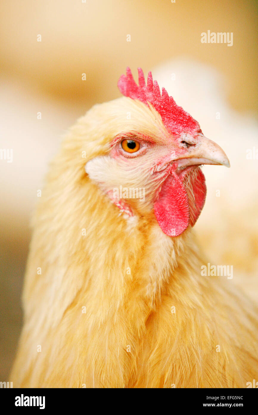 Close up portrait of free range chicken orpington buff Banque D'Images