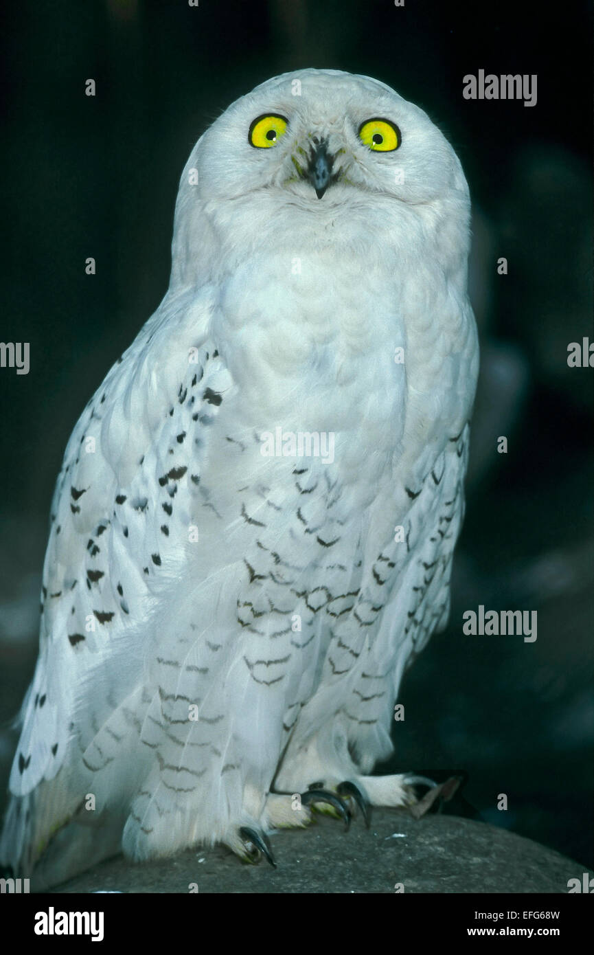 Bubo scandiacus harfang des neiges (Nyctea scandiaca)  = femelle, la femelle plumage est plus interdit avec quelques rayures sombres Banque D'Images