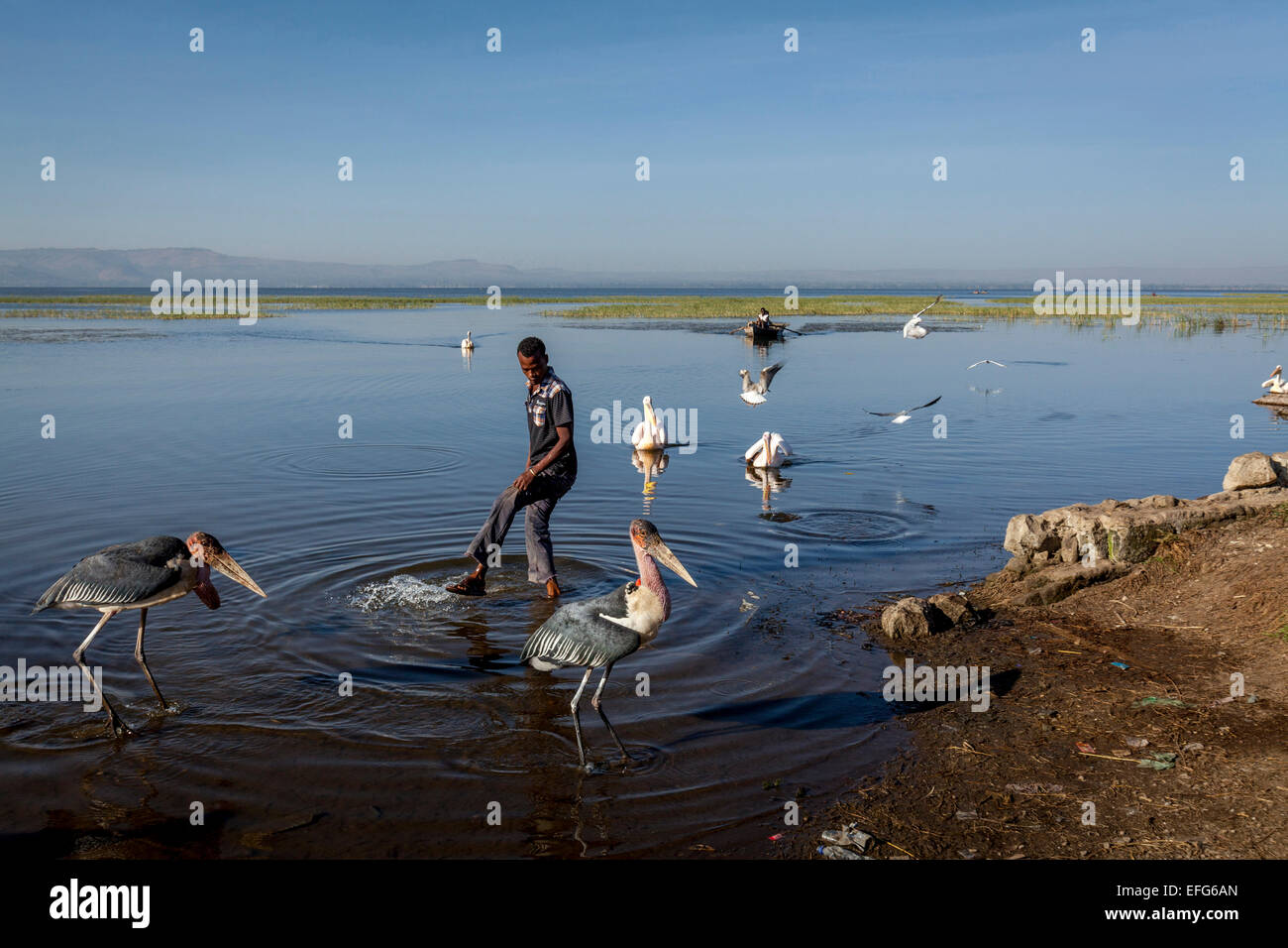 La vie des oiseaux, le lac de Hawassa, Éthiopie, Hawassa Banque D'Images
