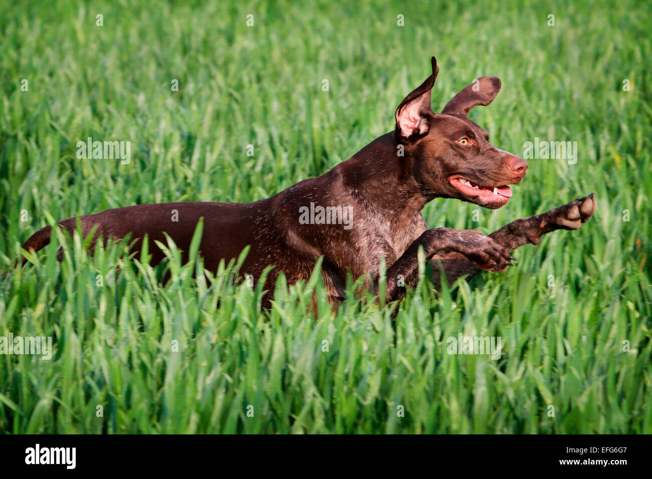 Pointeur allemand chien qui court et saute à travers le champ de blé Banque D'Images