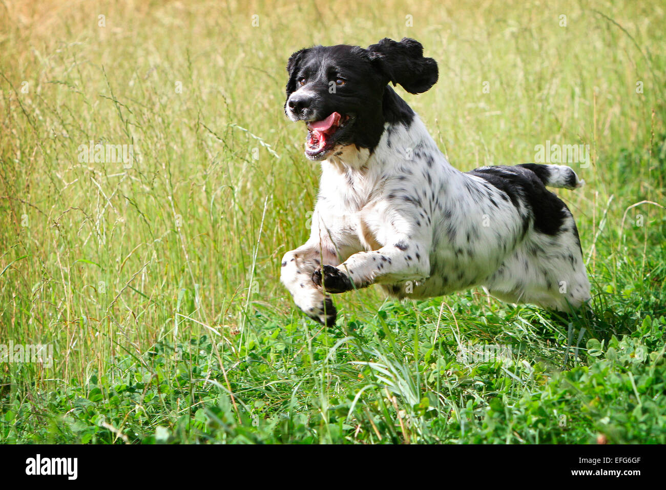 Spaniel chien qui court en marche et communes dans les champs Banque D'Images