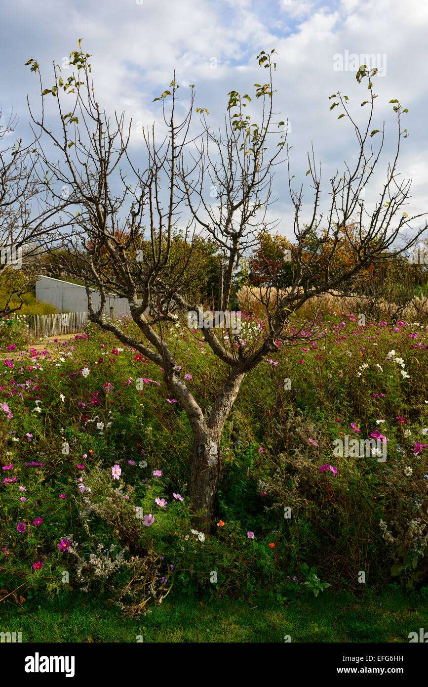 Jardin verger prairie de fleurs sauvages, les abeilles abeille la Pollinisation La pollinisation de l'aérodrome de apple tree house Floral RM dundrum Banque D'Images