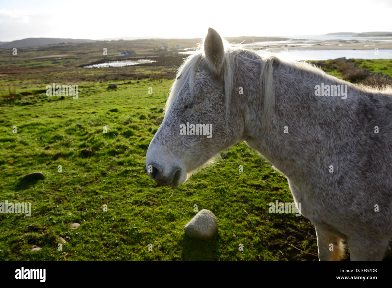 Poney Connemara clifden sky road Galway IRELAND Irish panoramique rétroéclairé sidelit pays nature dehors les chevaux cheval Irlande RM Banque D'Images