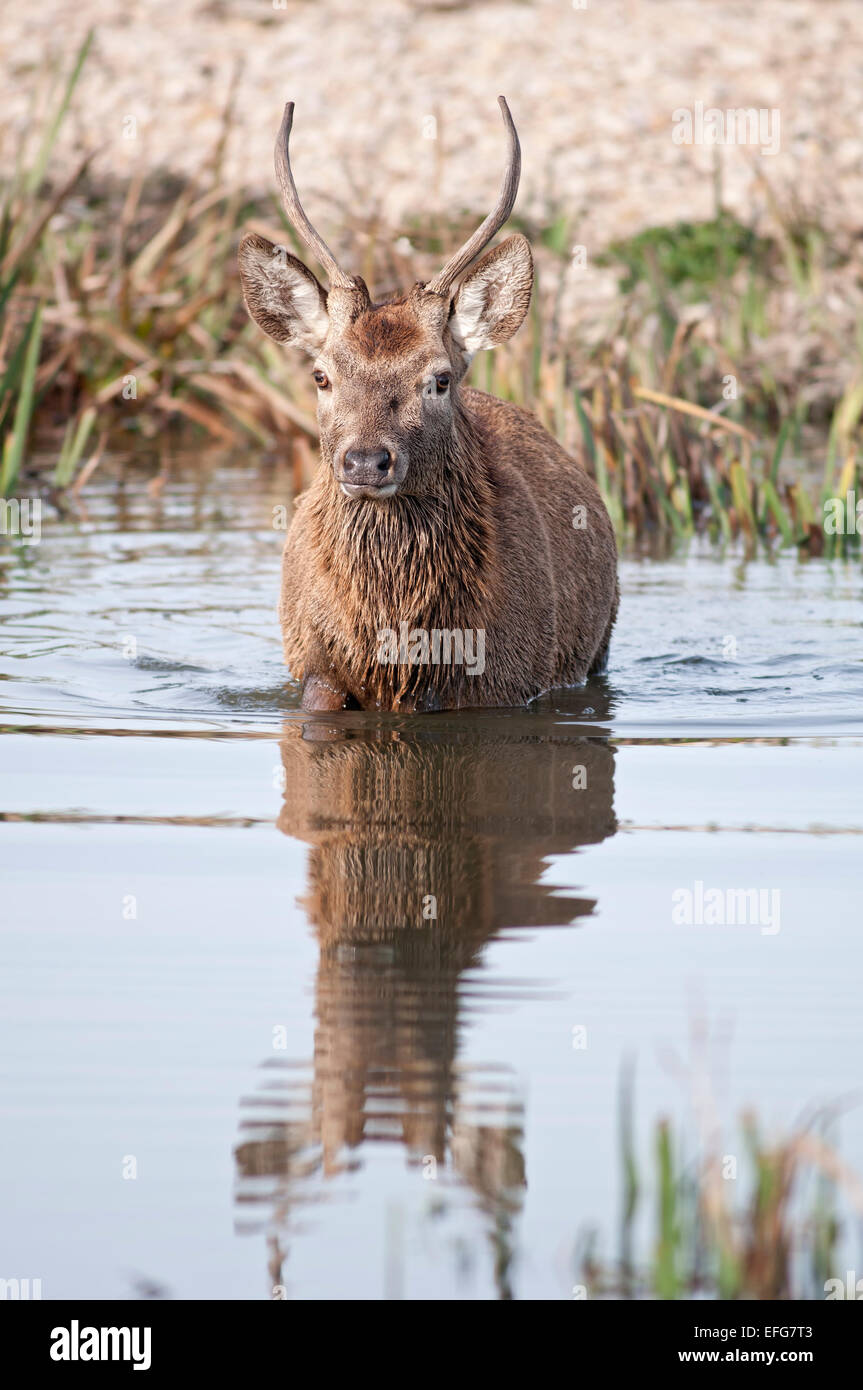 Red Deer stag, Cervus elaphus, vertical portrait de jeune homme marchant dans un étang. Banque D'Images