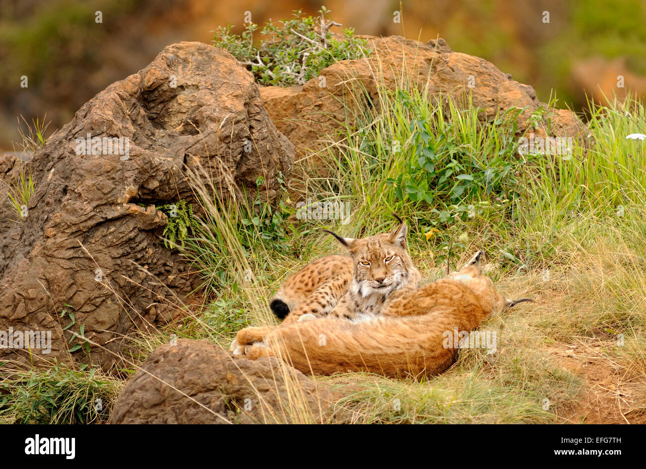 Couple de lynx commun d'Eurasie, Lynx lynx lying on grass Banque D'Images