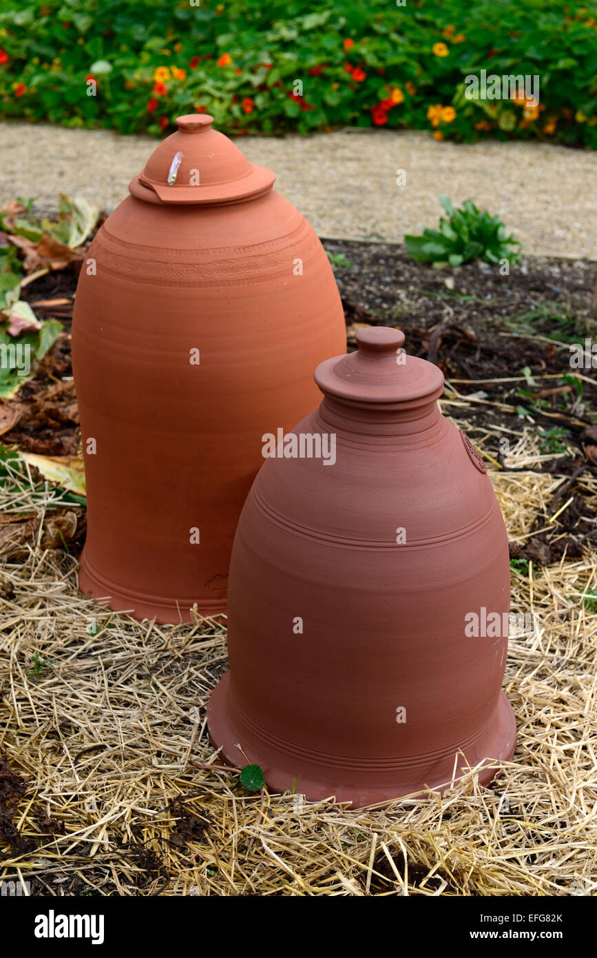 La rhubarbe en terre cuite cloche cloches bell force de protection protéger forcer forcé jardin jardinage Floral victorien RM Banque D'Images