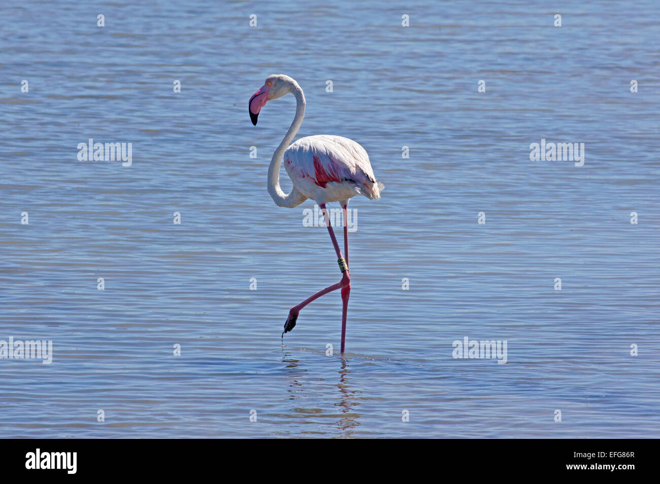 Flamingo (Phoenicopterus roseus Dougall) des profils dans l'eau salée Banque D'Images