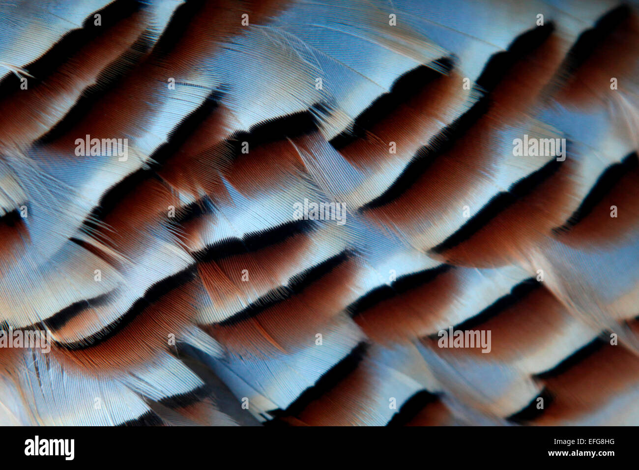 Macro close up plein cadre de brun et blanc plumage faisan Banque D'Images
