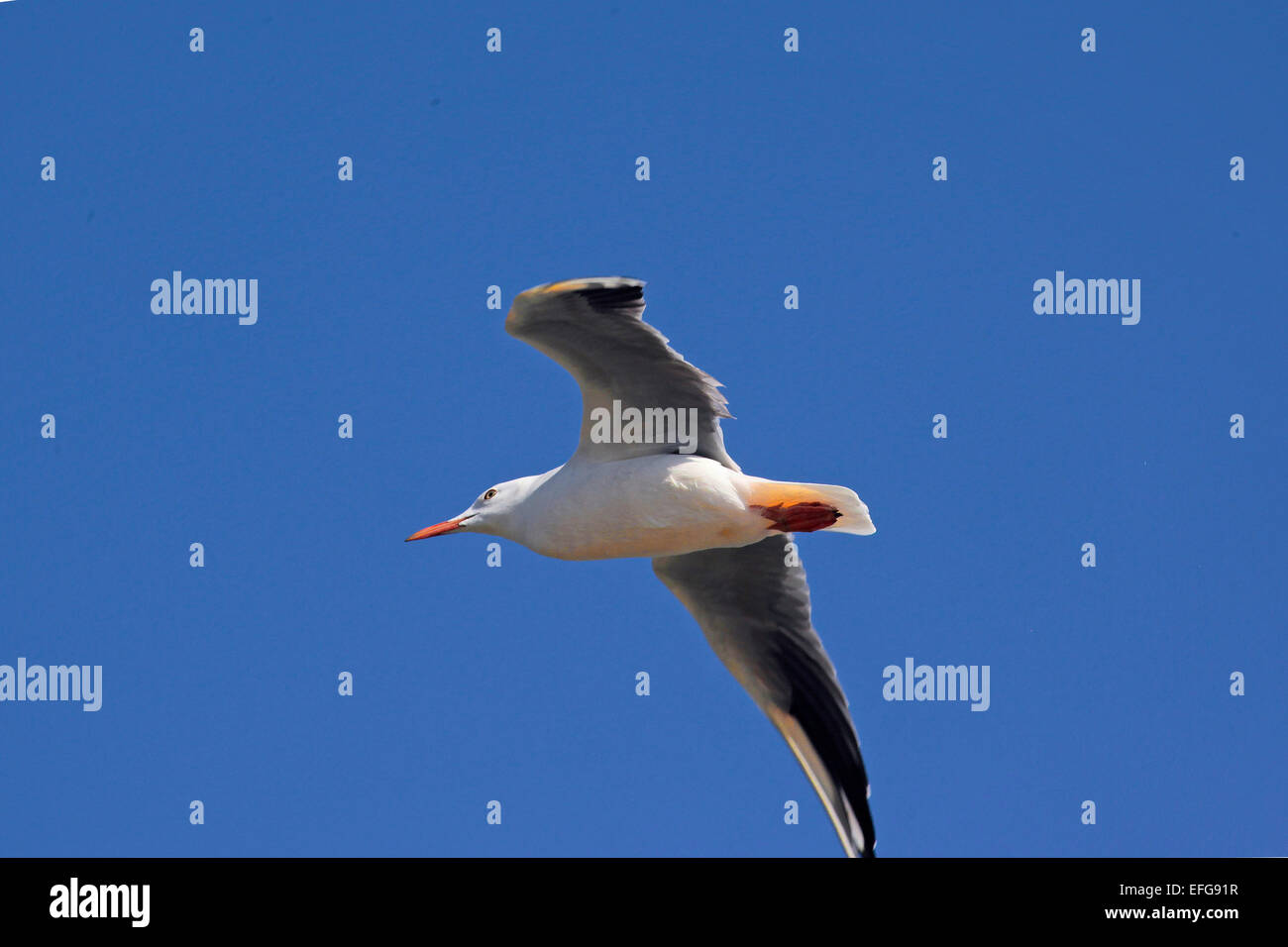 Slender bec cerclé (Chroicocephalus genei) en vol dans le ciel bleu Banque D'Images