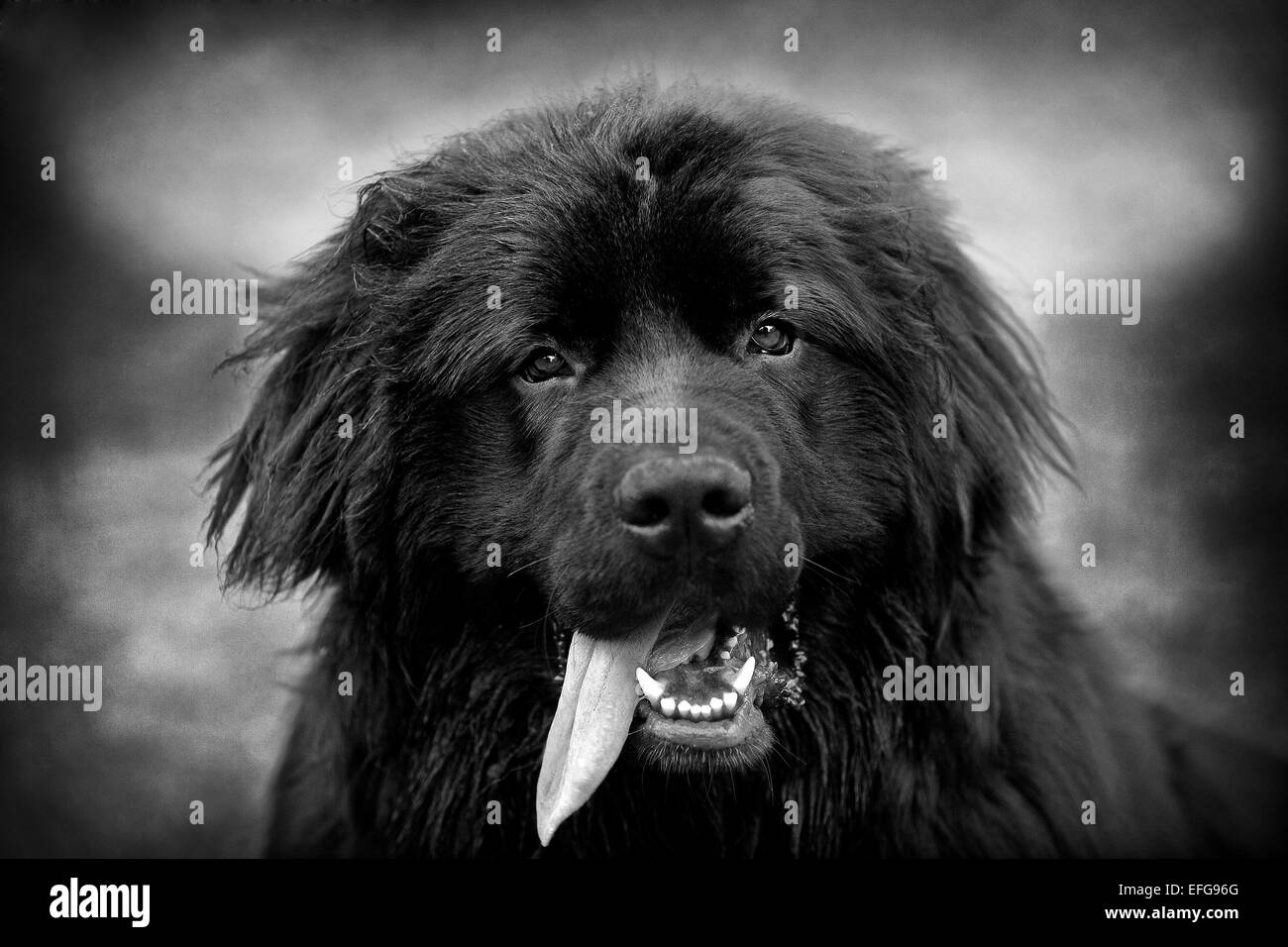 Portrait de chien de Terre-Neuve avec la langue qui sort Banque D'Images