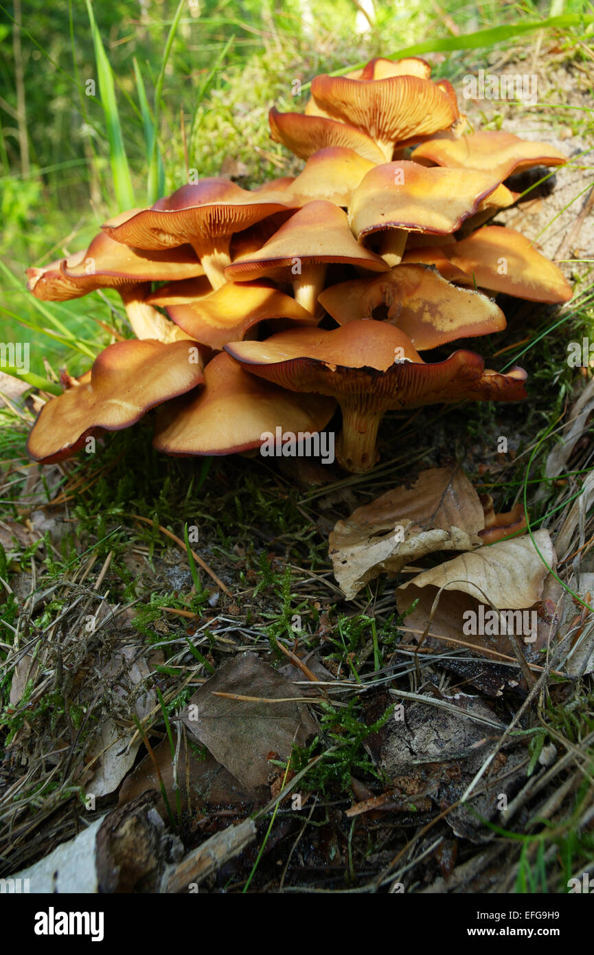 Champignons jaune Bouquet croissant sur une souche d'arbre. Hypholoma fasciculare, communément connue sous le nom de touffe de soufre ou woodlover en cluster. Banque D'Images