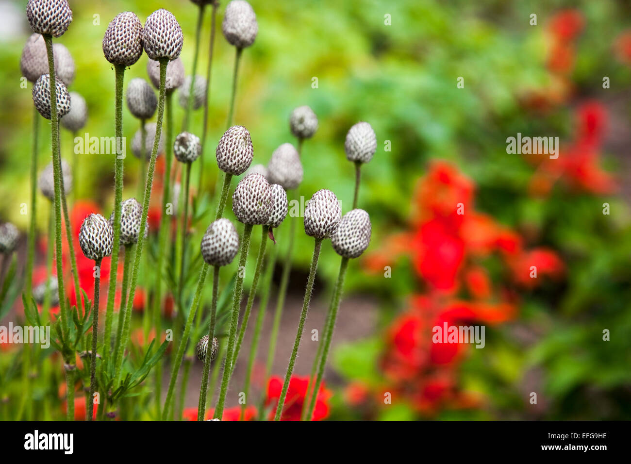 Les fleurs en croissance Banque D'Images