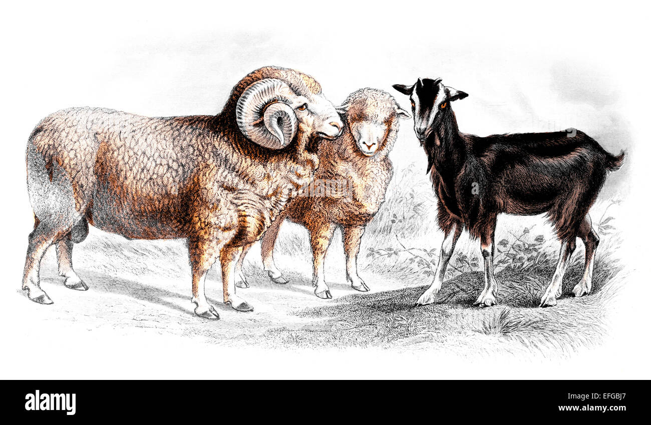 La gravure de l'époque victorienne des ovins et caprins. Image restaurée numériquement à partir d'un milieu du xixe siècle l'encyclopédie. Banque D'Images