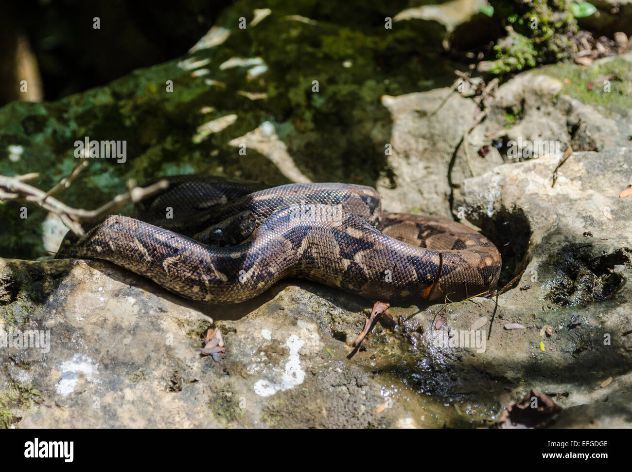 Un boa constrictor sur un rocher. Belize, en Amérique centrale. Banque D'Images