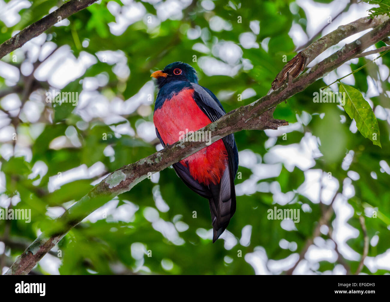 Un homme à queue vineuse (Trogon Trogon massena) sur un arbre. Belize, en Amérique centrale. Banque D'Images