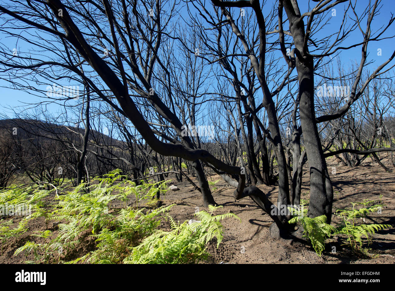 Burnt Forest Parc National de Garajonay sur La Gomera, Îles Canaries. Banque D'Images