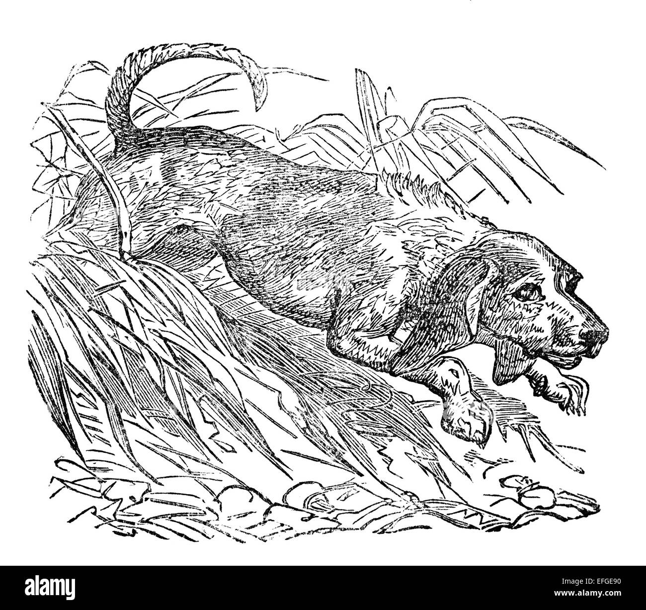 La gravure de l'époque victorienne d'un beagle. Image restaurée numériquement à partir d'un milieu du xixe siècle l'encyclopédie. Banque D'Images