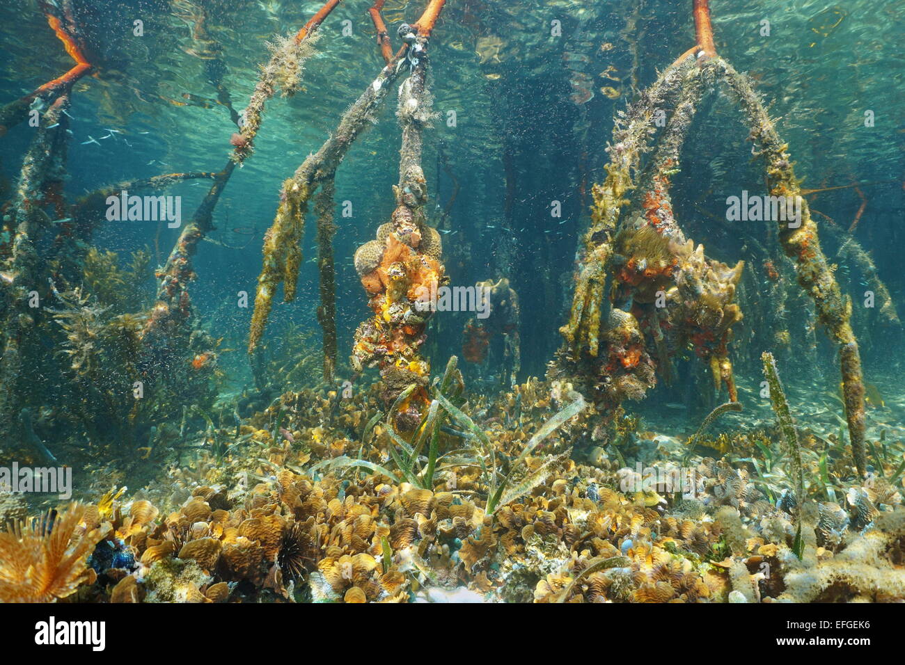Les racines de mangrove sous l'eau dans la mer des Caraïbes avec les coraux sur le fond marin, le Panama Banque D'Images