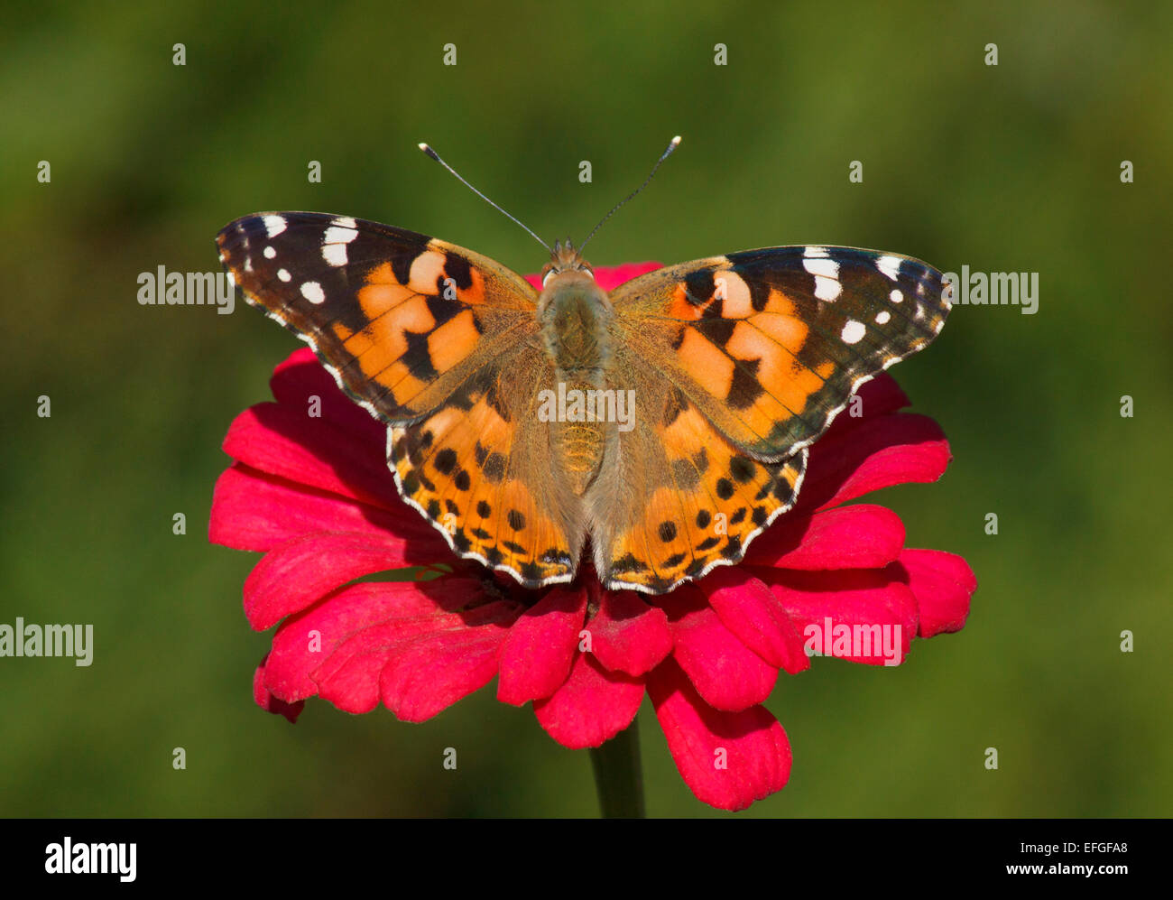 Close up of Painted Lady butterfly sur zinnia fleur Banque D'Images