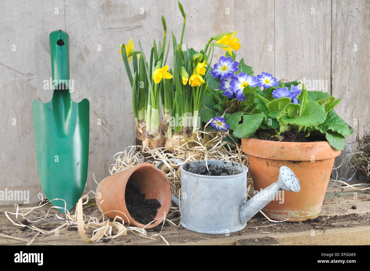 Accessoires de jardinage avec des pots de fleurs de printemps sur fond de bois Banque D'Images