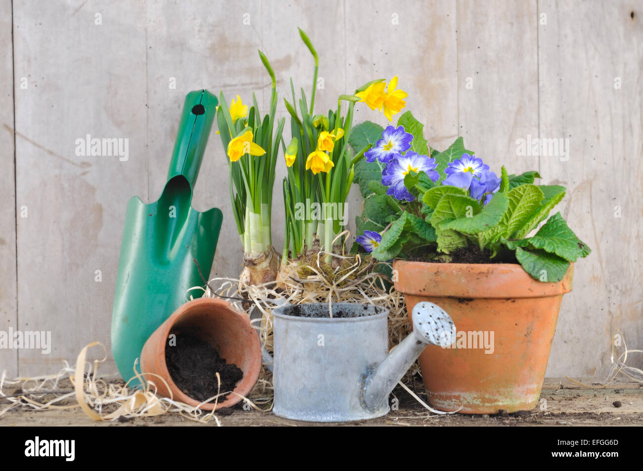 Accessoires de jardinage avec des pots de fleurs de printemps sur fond de bois Banque D'Images