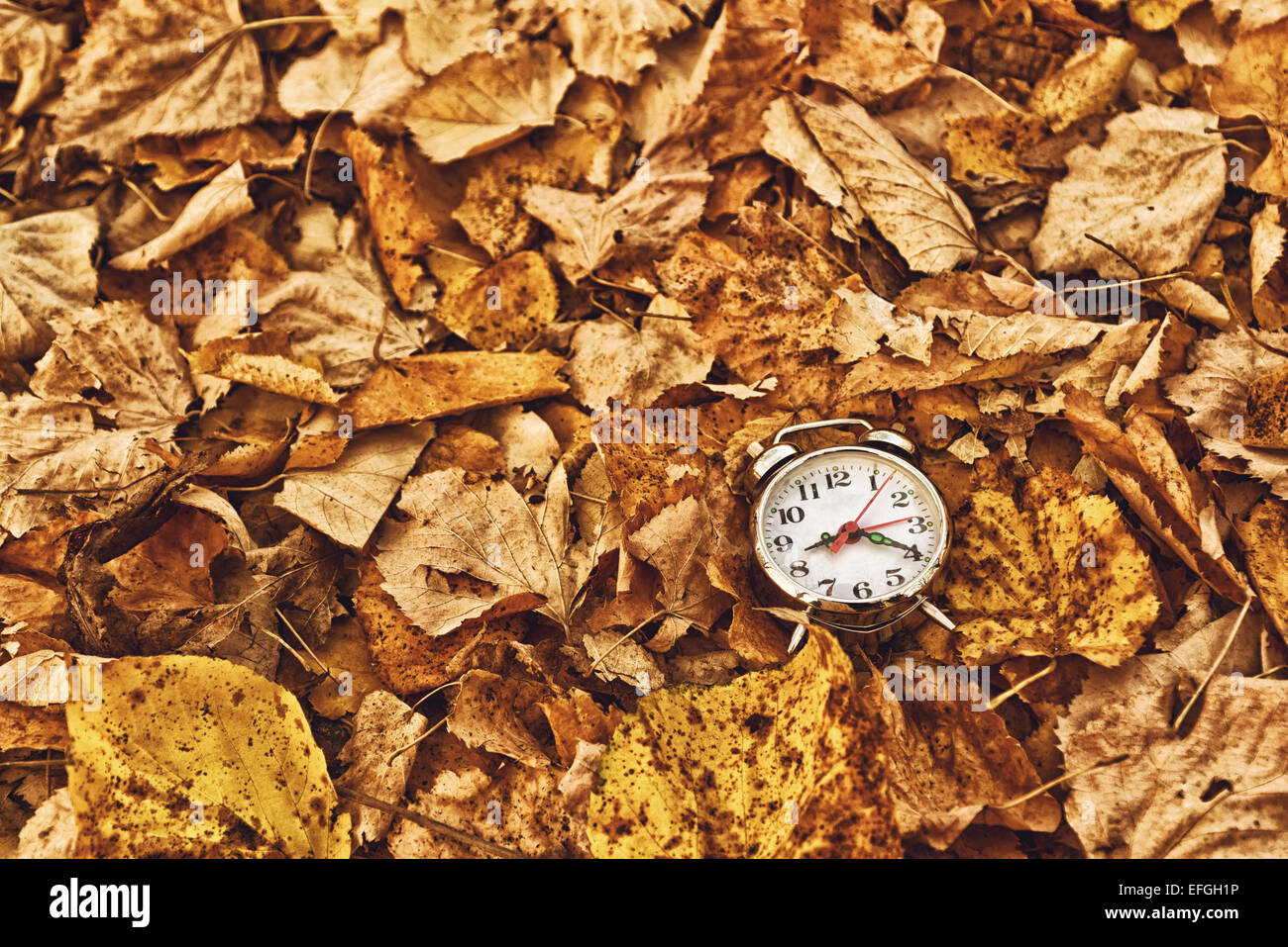 Vintage réveil en automne les feuilles sèches, passage du temps et la saison concept de changement. Focus sélectif. Banque D'Images