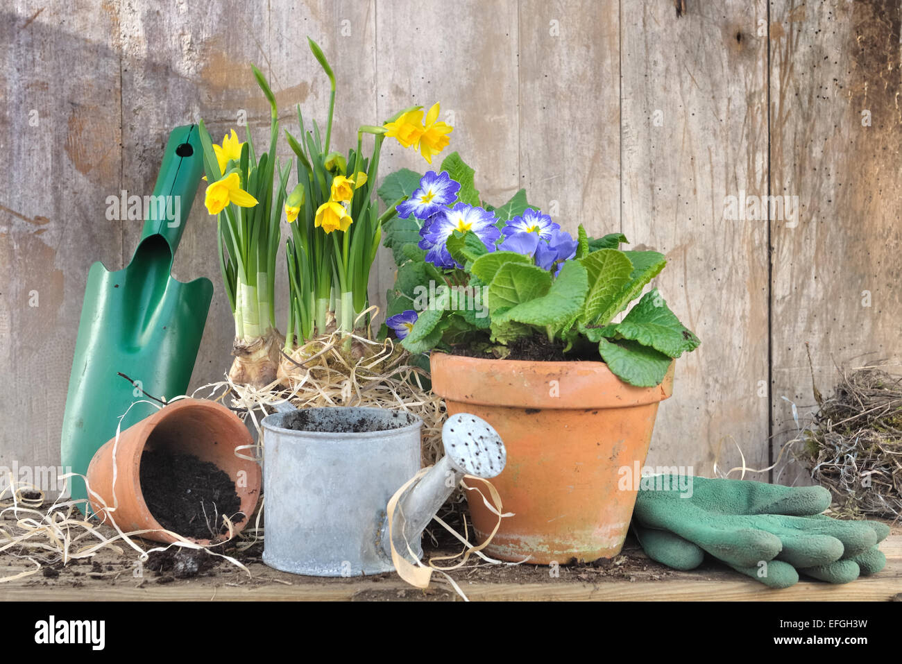 Accessoires de jardinage avec des pots de fleurs de printemps sur fond de bois Banque D'Images