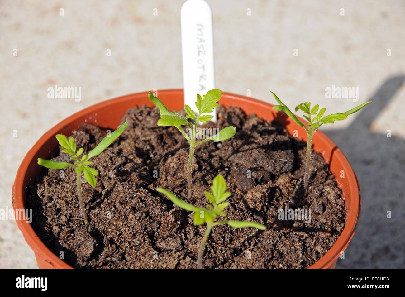 Les semis de tomates cerises Maskotka dans un pot en plastique. Banque D'Images