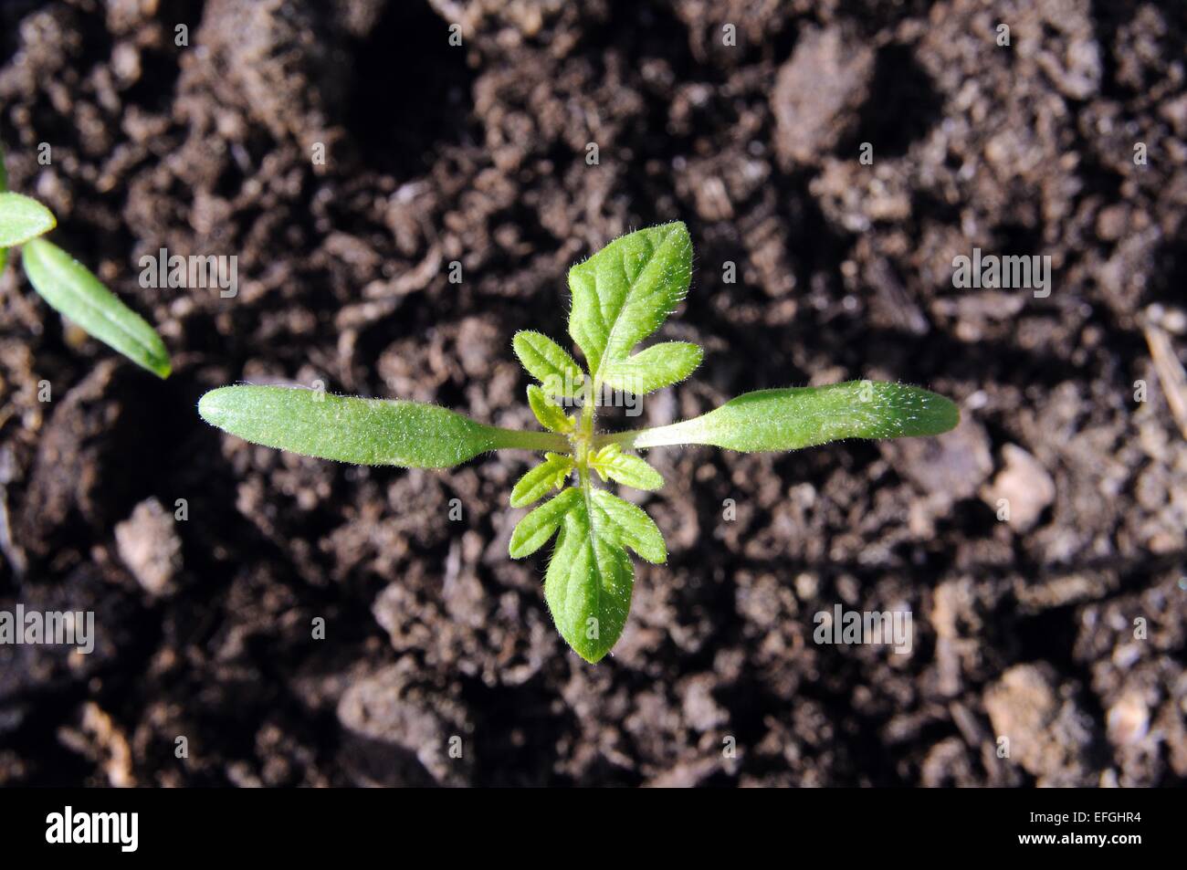 Regardant vers le bas sur un semis de tomates Ailsa Craig. Banque D'Images