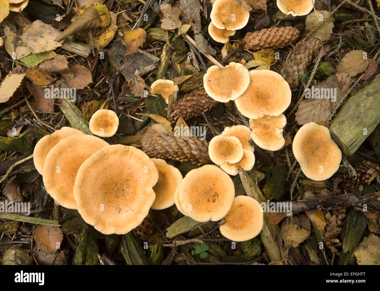 Fausse Chanterelle (Hygrophoropsis aurantiaca) Banque D'Images