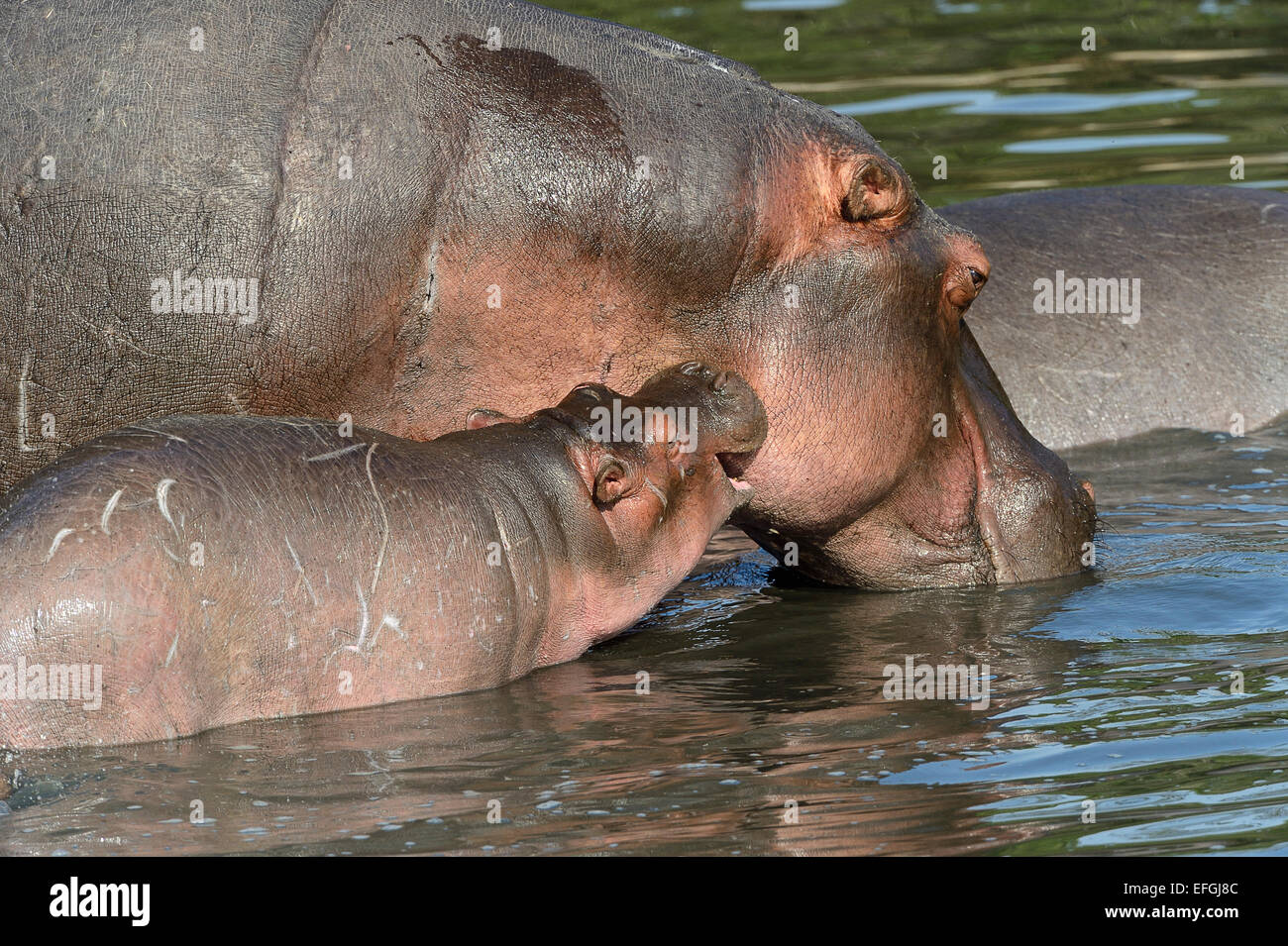 Hippopotame (Hippopotamus amphibicus), mère et son petit, Maasai Mara National Reserve, Kenya, Réserve nationale Banque D'Images