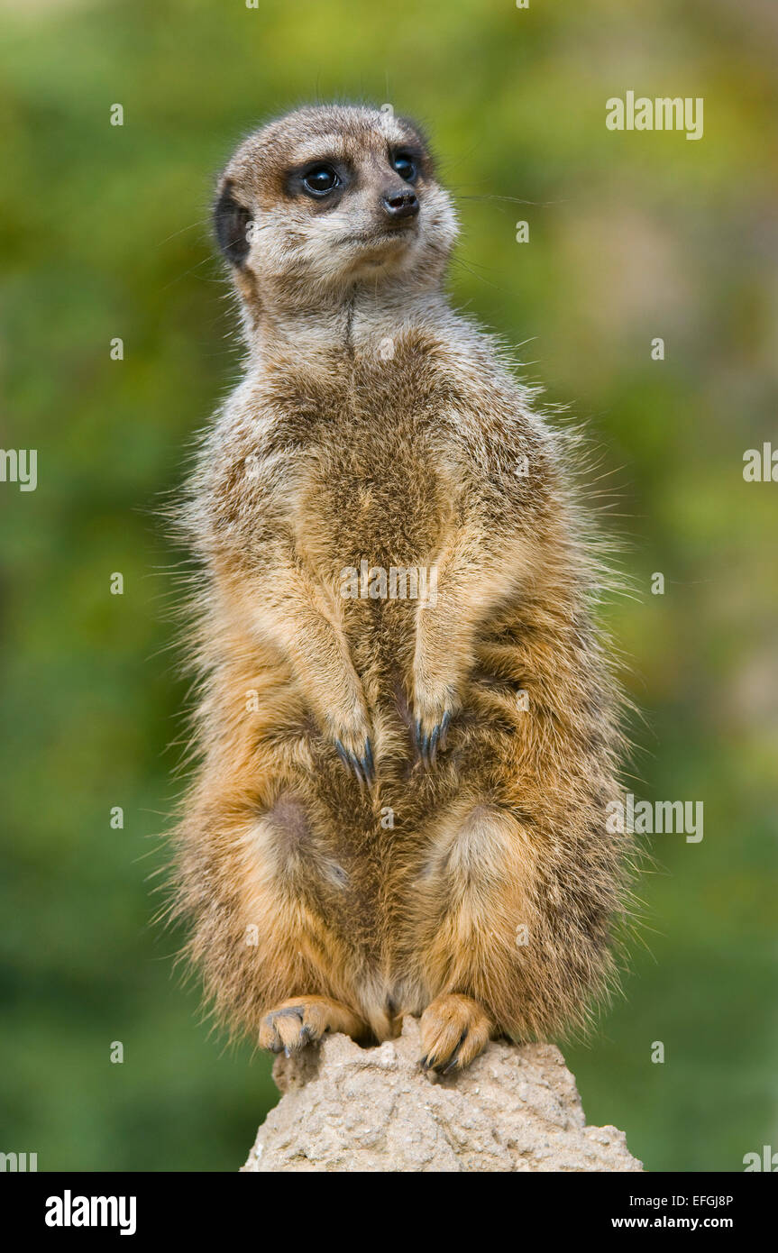 Meerkat (Suricata suricatta), captive, Saxe, Allemagne Banque D'Images