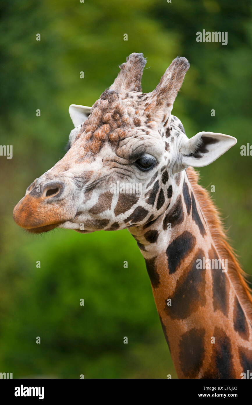 Rothschild Girafe (Giraffa camelopardalis rothschildi), captive, Saxe, Allemagne Banque D'Images