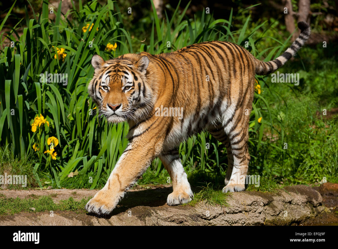 Tigre de Sibérie ou tigre de l'amour (Panthera tigris altaica), captive, Saxe, Allemagne Banque D'Images