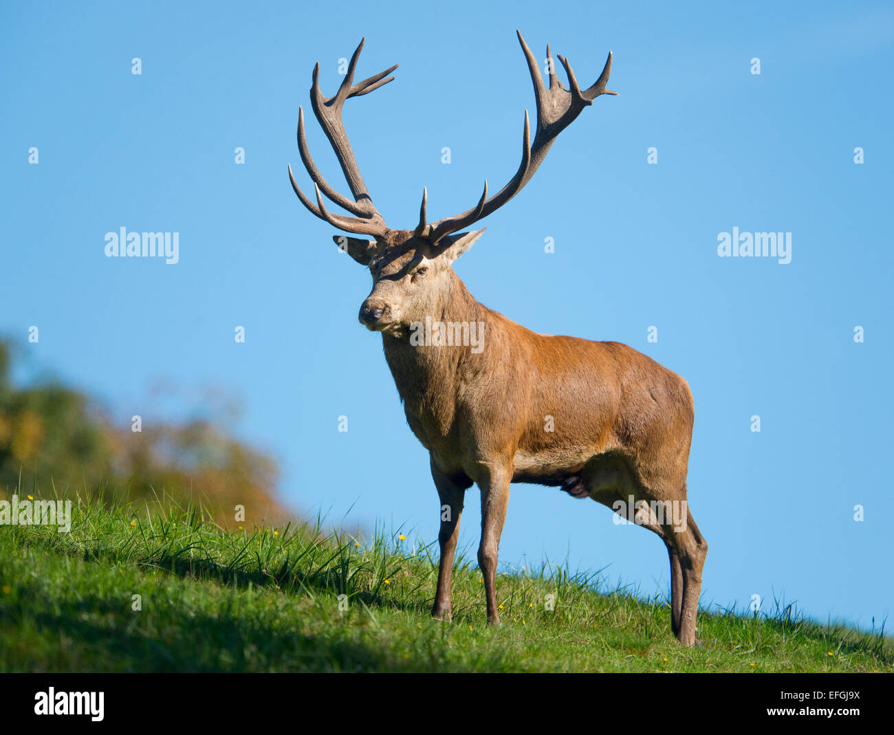 Red Deer (Cervus elaphus), Stag, captive, Basse-Saxe, Allemagne Banque D'Images