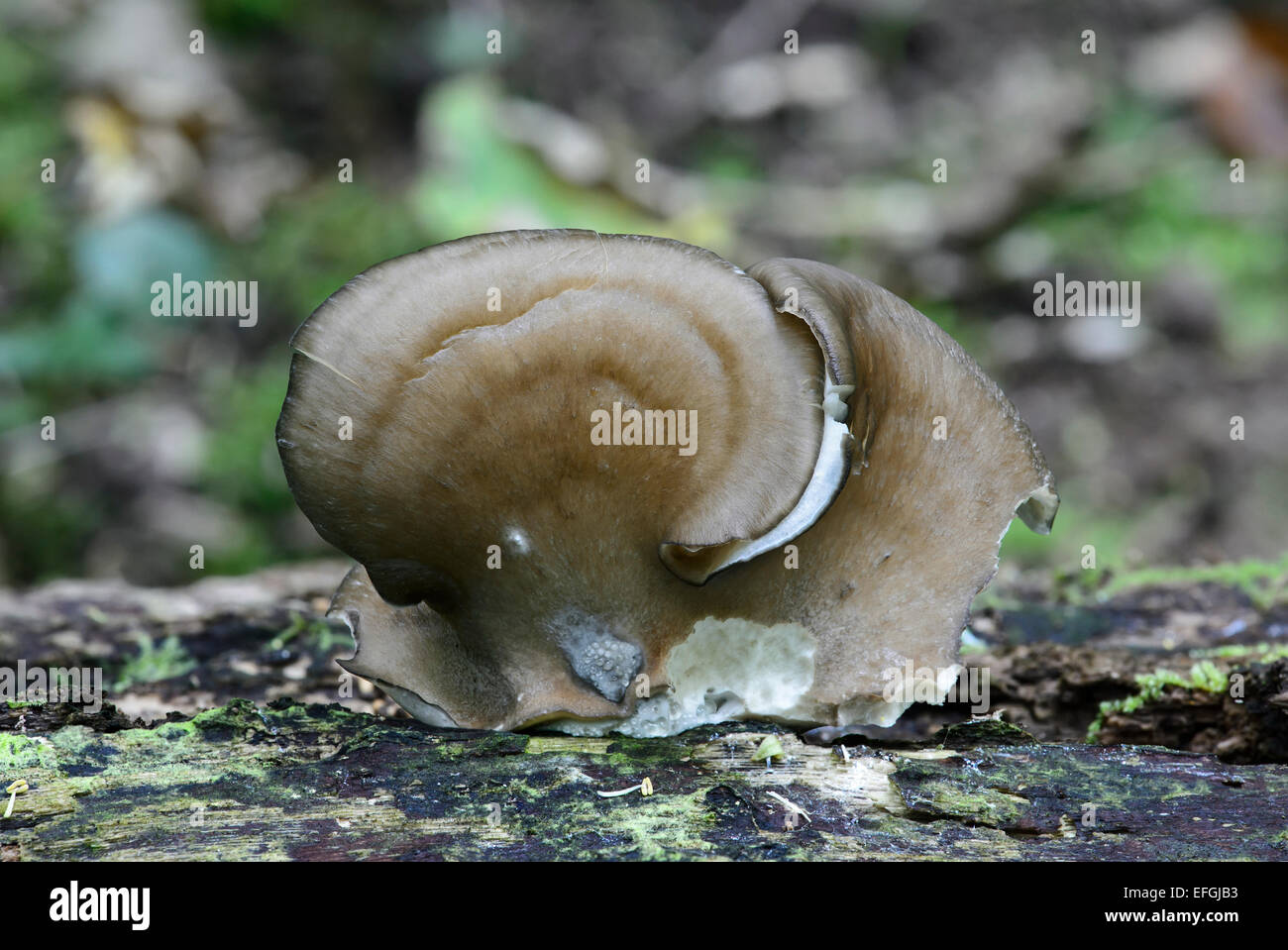 Pleurote (Pleurotus ostreatus), champignon comestible, saprobiont, Suisse Banque D'Images