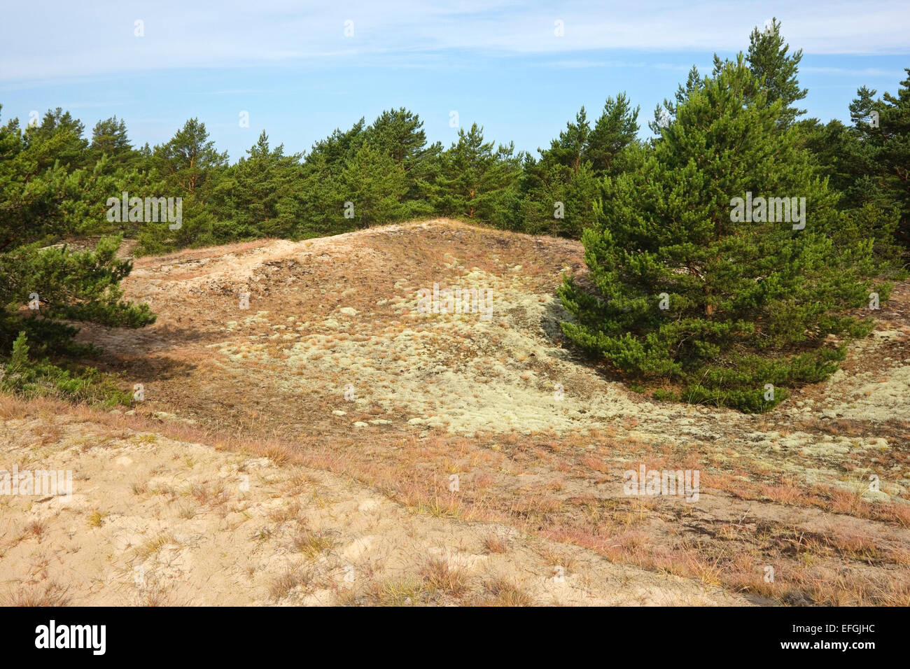 Paysage avec le pin sylvestre (Pinus sylvestris) de la réserve naturelle, Ullahau Fårö, Gotland. Ullahau plantées est une dune de la migration Banque D'Images