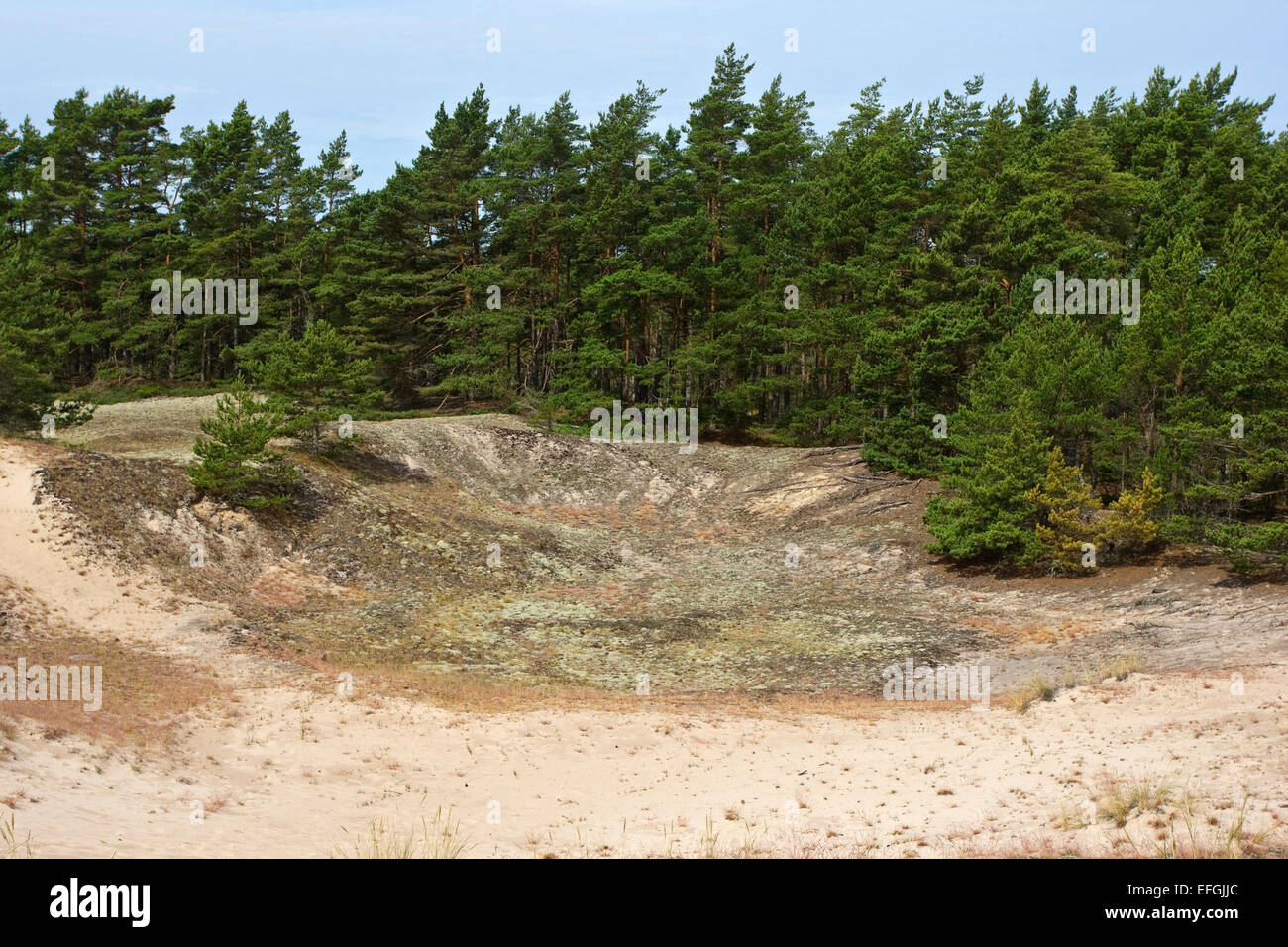 Paysage avec le pin sylvestre (Pinus sylvestris) de la réserve naturelle, Ullahau Fårö, Gotland. Ullahau plantées est une dune de la migration Banque D'Images
