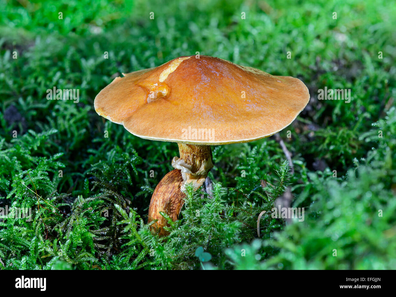 Greville, ou du bolet Bolet Suillus grevillei (mélèze), mycorhizes, champignons comestibles, Suisse Banque D'Images