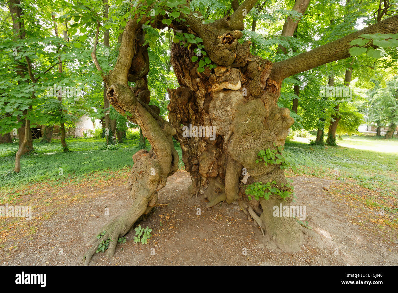 Vieux chêne, un monument naturel dans le parc du château, Pottendorf, Industrieviertel, Basse Autriche, Autriche Banque D'Images