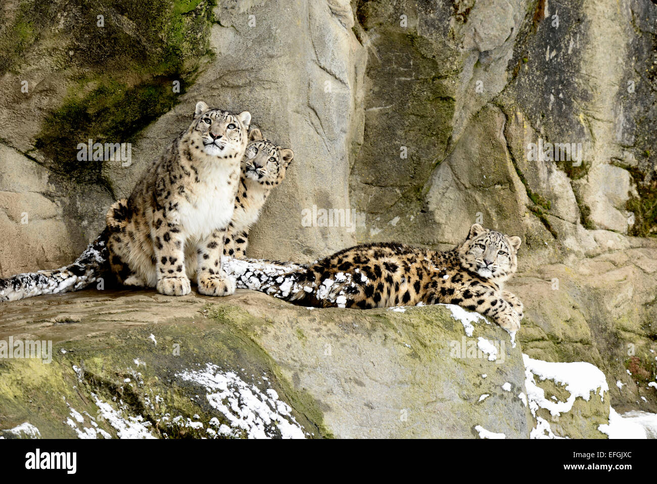 Snow Leopard (Panthera uncia), femme avec deux oursons, captive, Suisse Banque D'Images