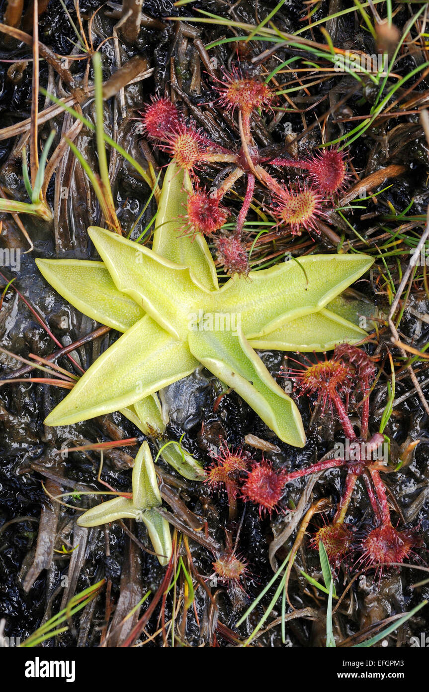 Regarder sur Round-Leaved rossolis et grassette vulgaire croissant dans une tourbière des Scottish Borders. Banque D'Images